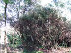 Jensen-Himan