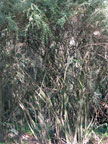 Jensen-Himan