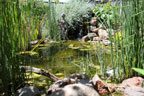 Permaculture Neighborhood Center