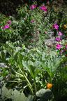 Permaculture Neighborhood Center