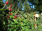 Permaculture Neighborhood Center
