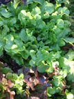 Permaculture Neighborhood Center