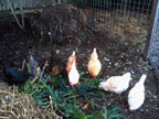 Permaculture Neighborhood Center