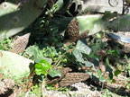 Permaculture Neighborhood Center