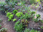 Permaculture Neighborhood Center