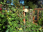 Permaculture Neighborhood Center