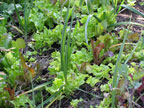 Permaculture Neighborhood Center