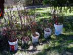 Sunrise Ridge Gardens