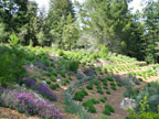 Sunrise Ridge Gardens