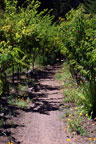 Sunrise Ridge Gardens
