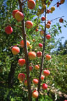 Sunrise Ridge Gardens