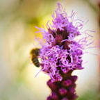 Sunrise Ridge Gardens
