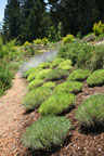 Sunrise Ridge Gardens