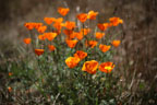 Sunrise Ridge Gardens