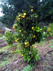 Sunrise Ridge Gardens