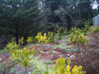 Sunrise Ridge Gardens