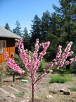 Sunrise Ridge Gardens