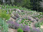 Sunrise Ridge Gardens