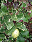 Sunrise Ridge Gardens