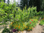 Sunrise Ridge Gardens