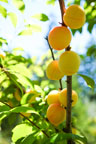 Sunrise Ridge Gardens