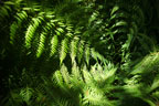 Sunrise Ridge Gardens
