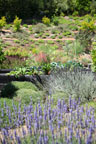 Sunrise Ridge Gardens