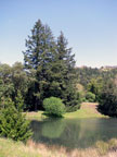 The Backyard