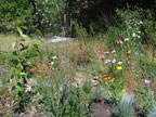 The Backyard