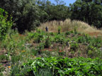 The Backyard