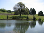 The Backyard