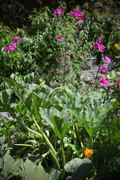 Permaculture Neighborhood Center