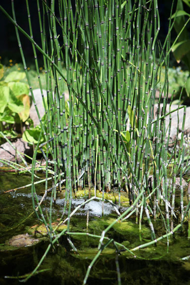 Permaculture Neighborhood Center