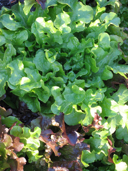 Permaculture Neighborhood Center