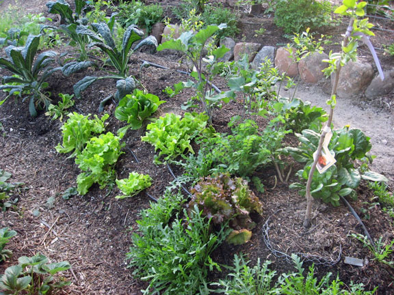 Permaculture Neighborhood Center