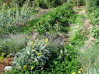 Skipstone Ranch
