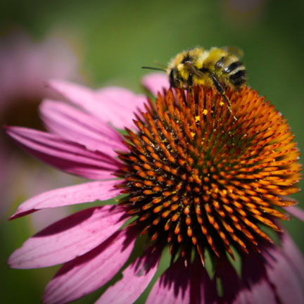 Sunrise Ridge Gardens