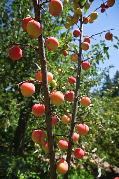Sunrise Ridge Gardens