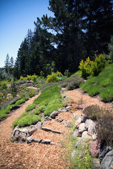 Sunrise Ridge Gardens