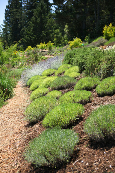 Sunrise Ridge Gardens