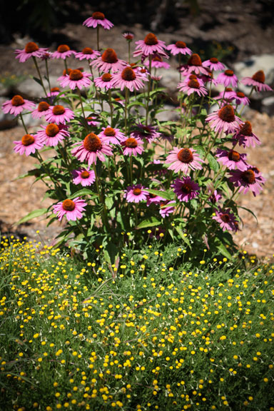 Sunrise Ridge Gardens