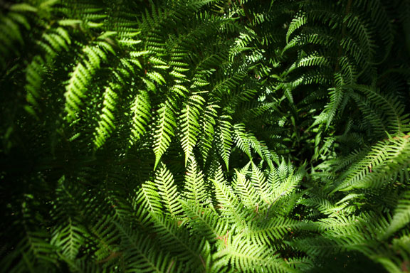 Sunrise Ridge Gardens