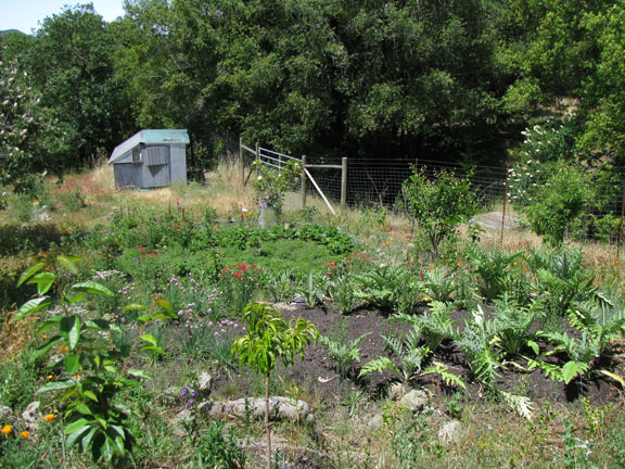 The Backyard