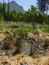 permaculture garden