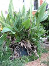 permaculture garden