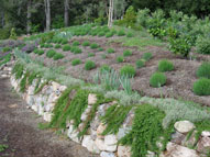 permaculture garden