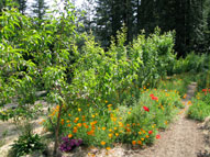 permaculture garden