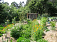 permaculture garden