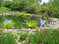 permaculture garden