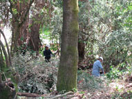 permaculture garden